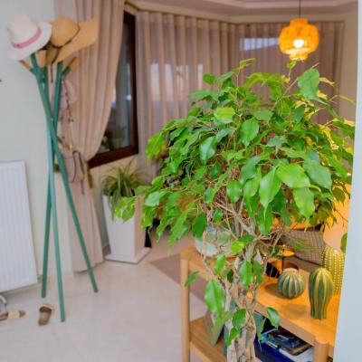 119217695 1520583524792516 9156014703147619843 N 1